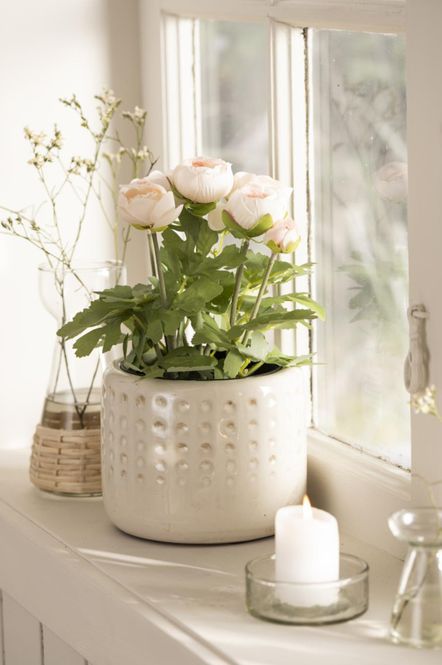Hovedbilde Ranunkel i potte rosa