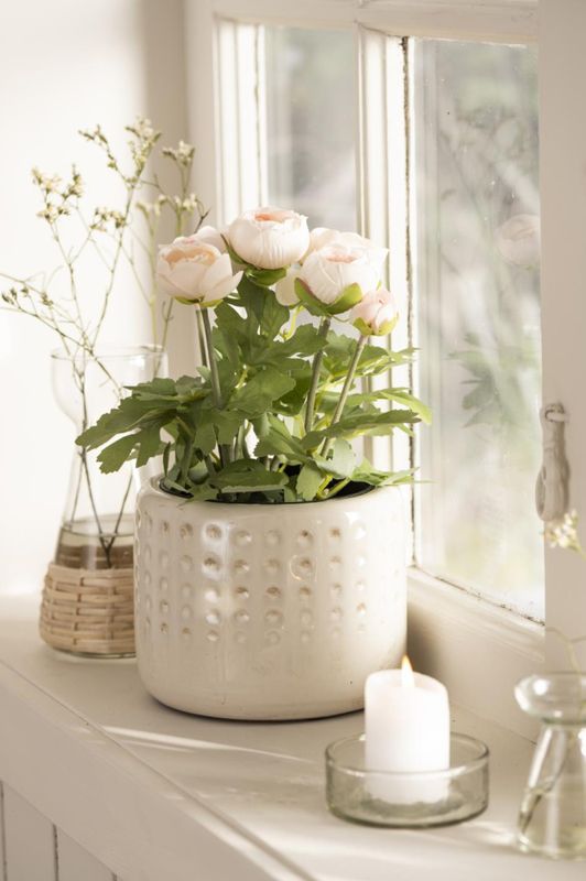 Ranunkel i potte rosa